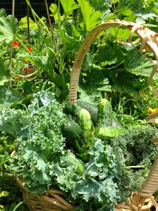 Harvest earth green earth
