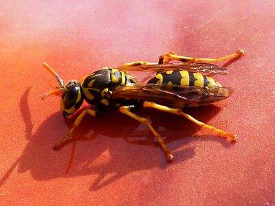 Yellow and black insect detail photo