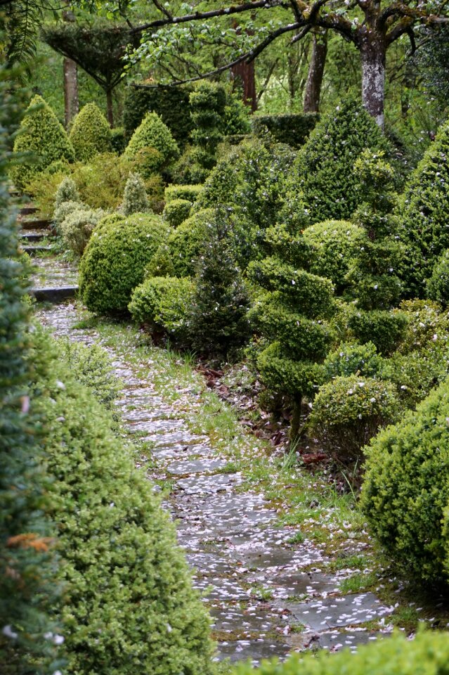 Boxwood garden bushes