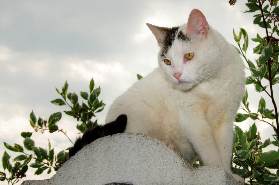 Domestic cat white cat wall