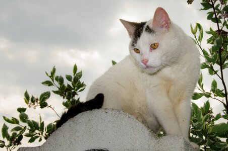 Domestic cat white cat wall photo