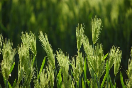 Wheat grain green