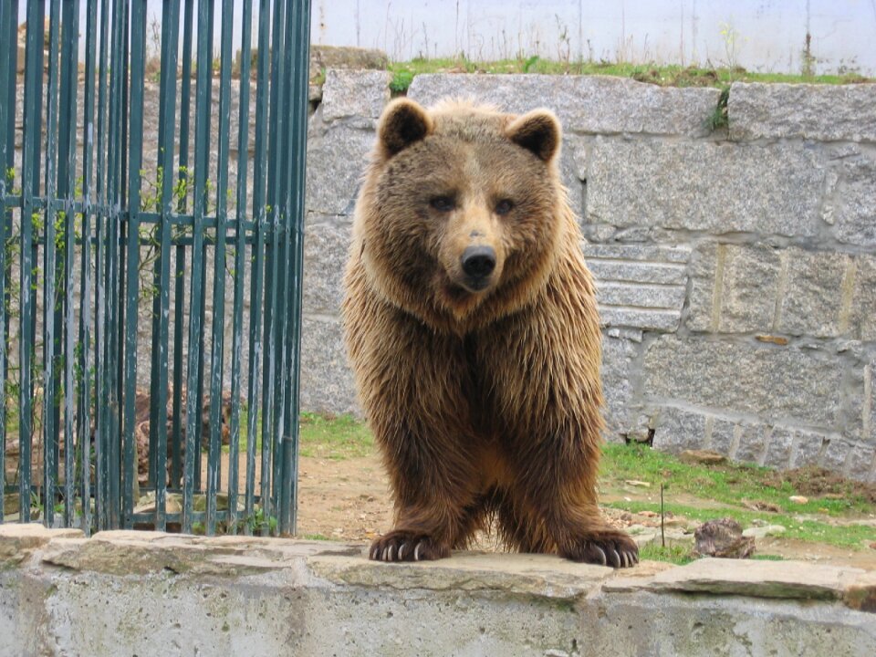 Animal bear zoo