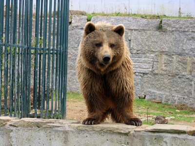 Animal bear zoo