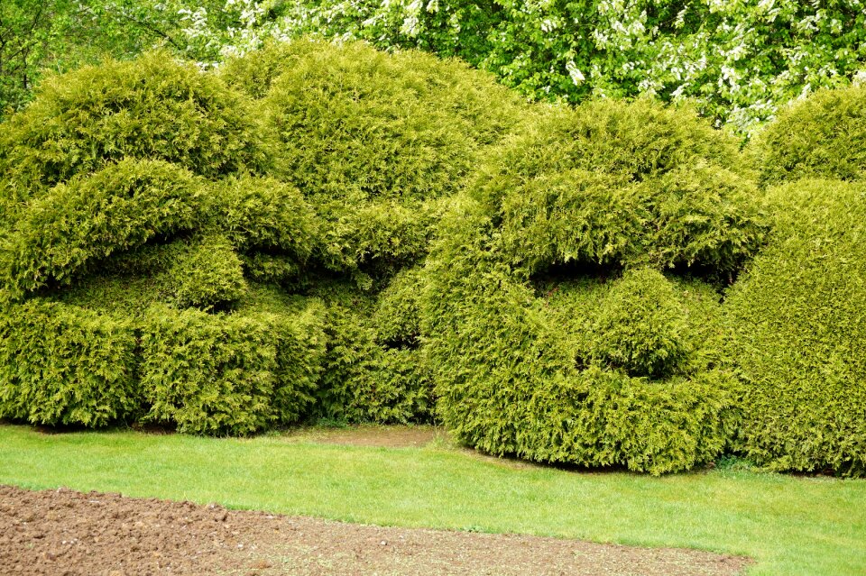Boxwood garden size