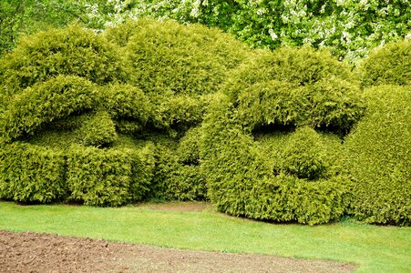 Boxwood garden size