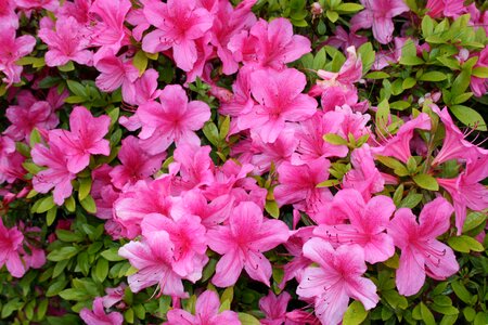 Pink flower