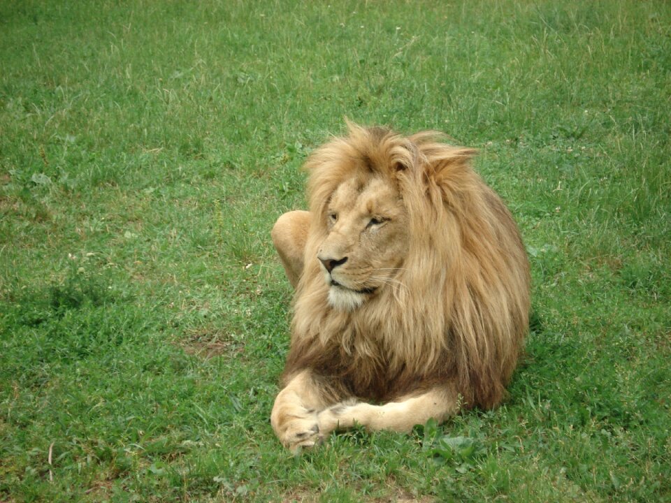 Animal africa feline