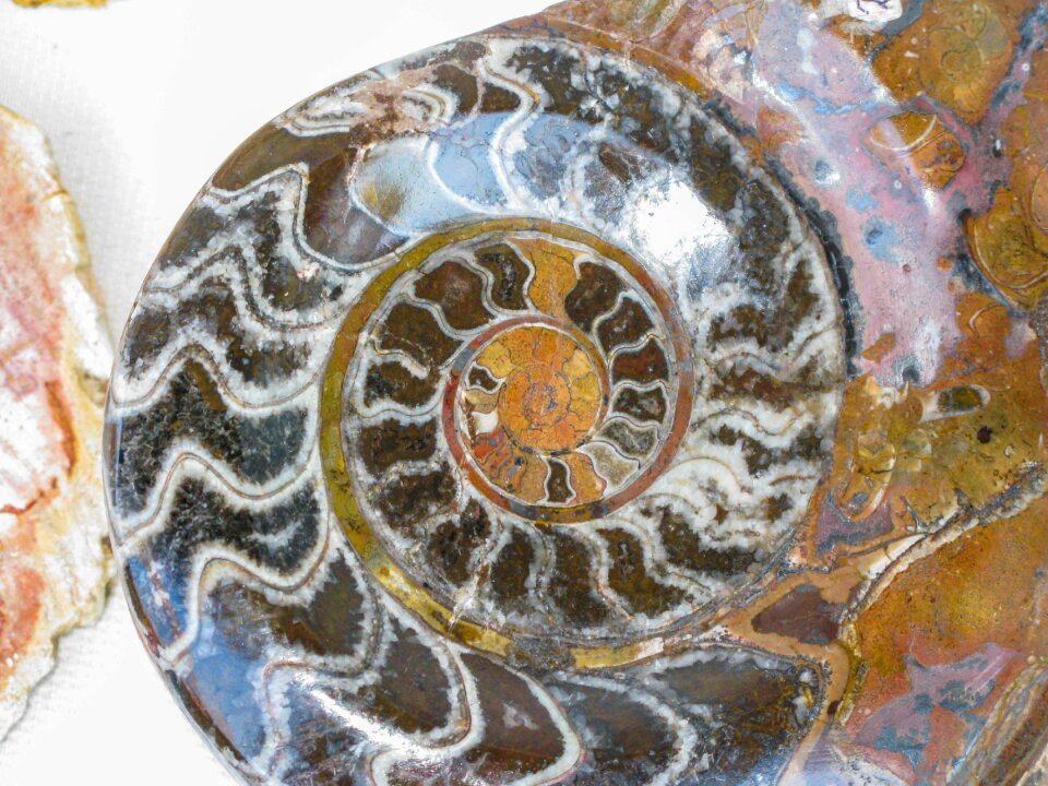 Petrified petrification snail shell