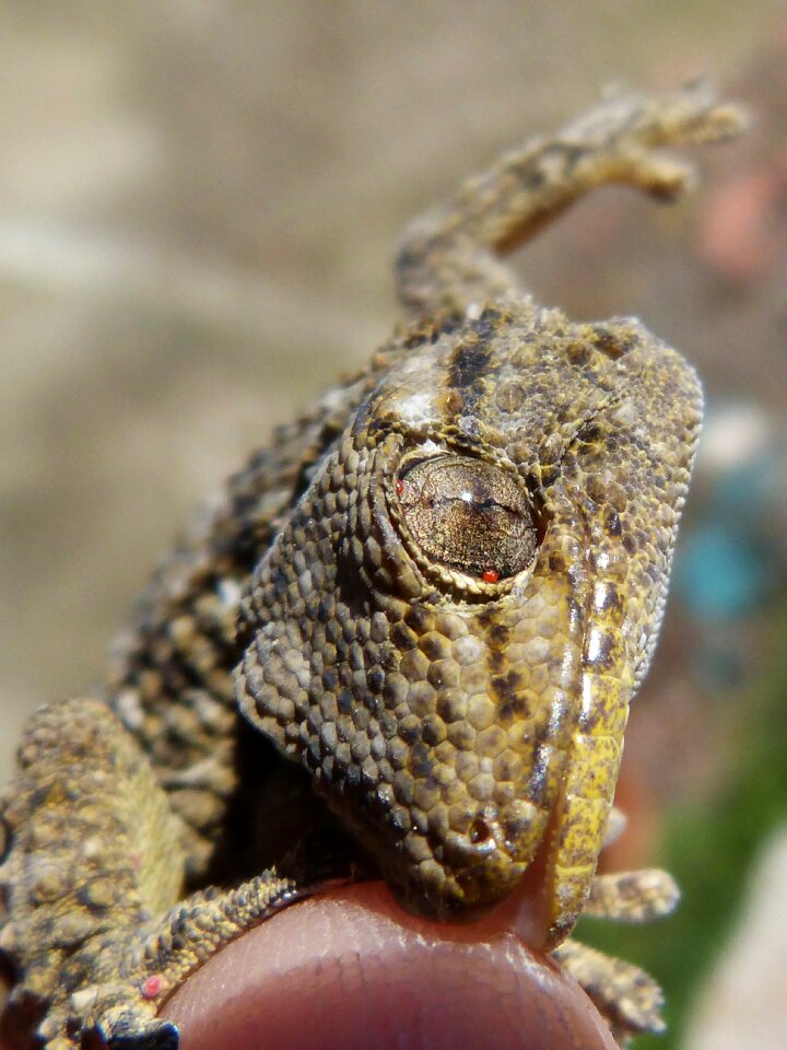 Reptile hand detail