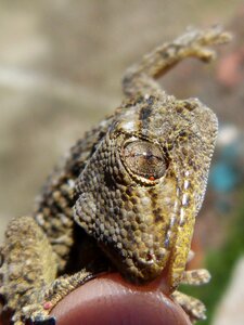 Reptile hand detail