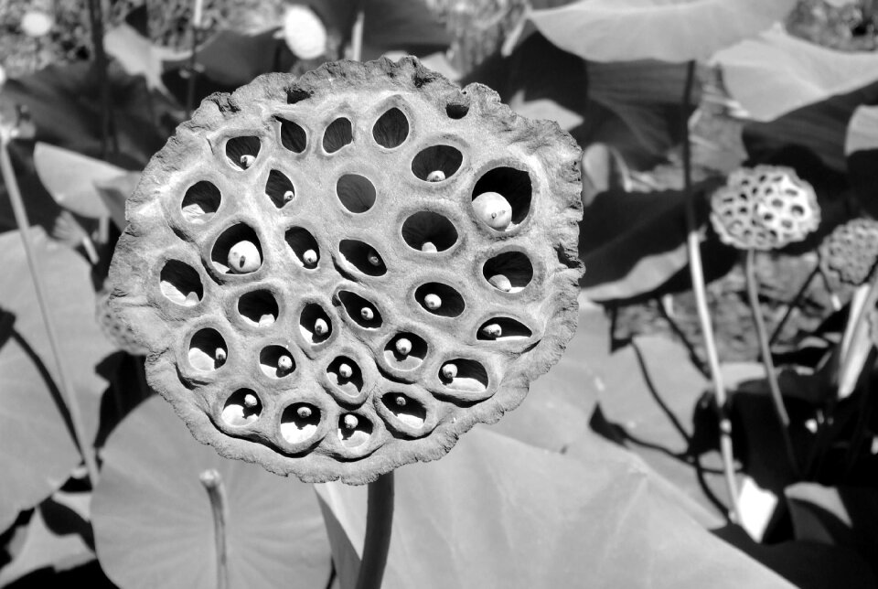 White black black and white plant