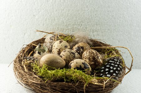 Bird eggs scrim nest