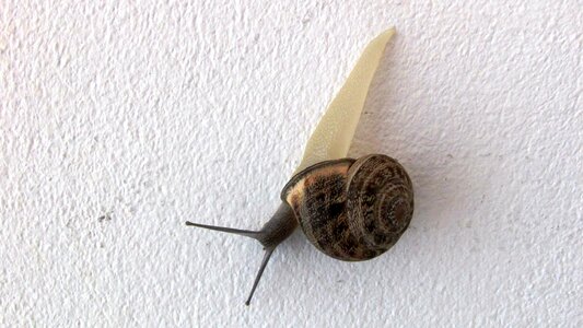 Visitor intruder