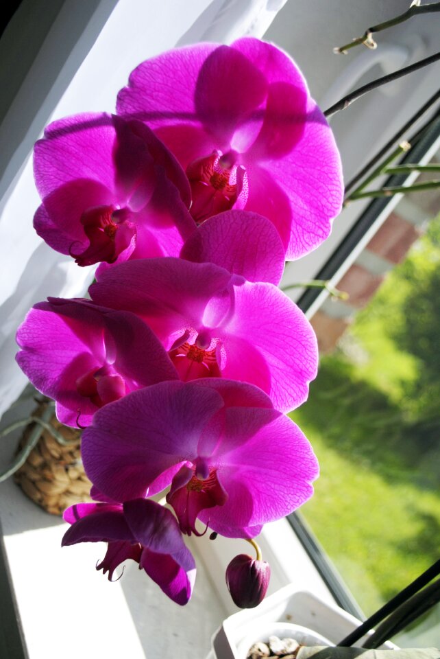 Flower blossom bloom