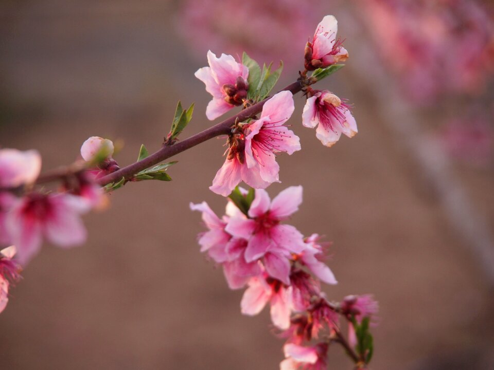Nature flower tree