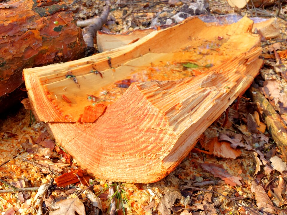The smell of the bark color