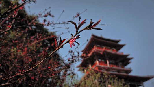 Trees flowers the scenery