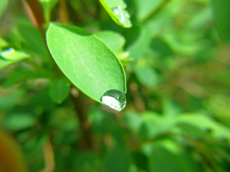 Nature drop of water spring