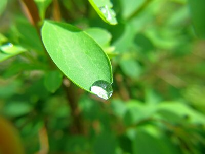 Nature drop of water spring photo