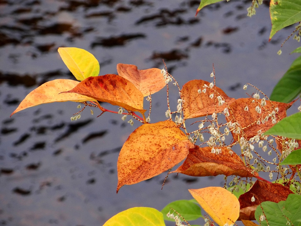 Plant colorful leaf