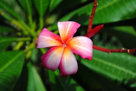 Nature blossom tropical