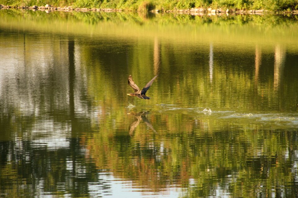 Nature fly flight