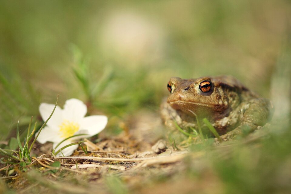 Spring nature flower