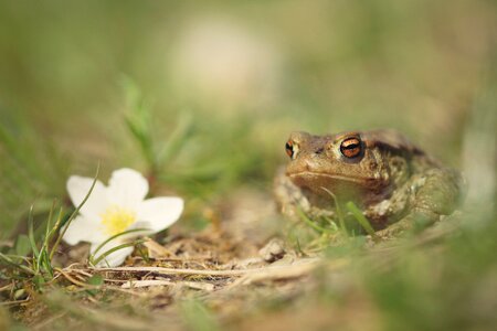 Spring nature flower