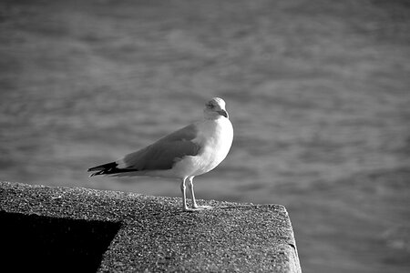 Animal black and white sea ​​bird photo