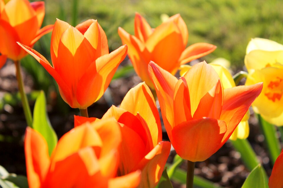 Bloom blooming petals