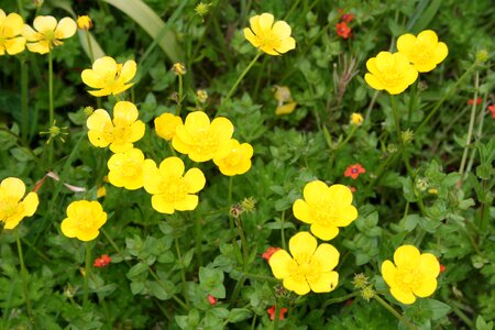 Yellow flower