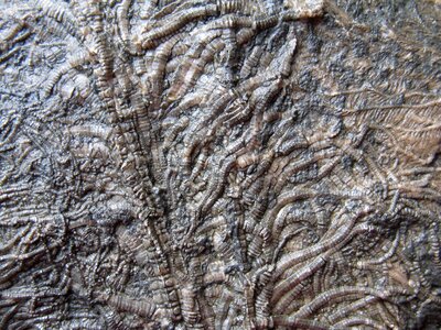 Limestone extinct fossil collectors