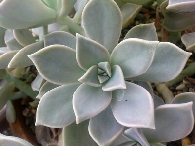 Plant garden