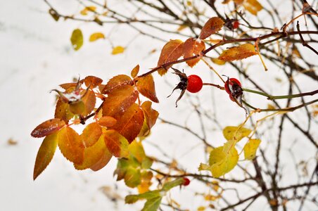 Rose autumn snow