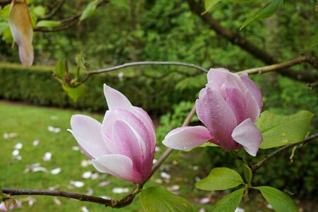 Magnolia botany garden photo
