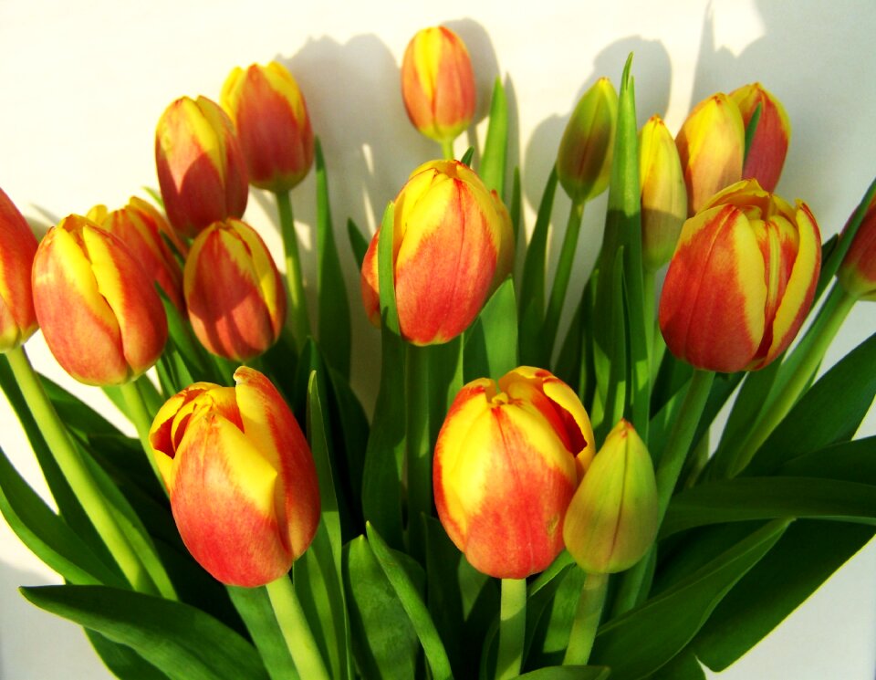 Tulip bouquet cut flower spring flower