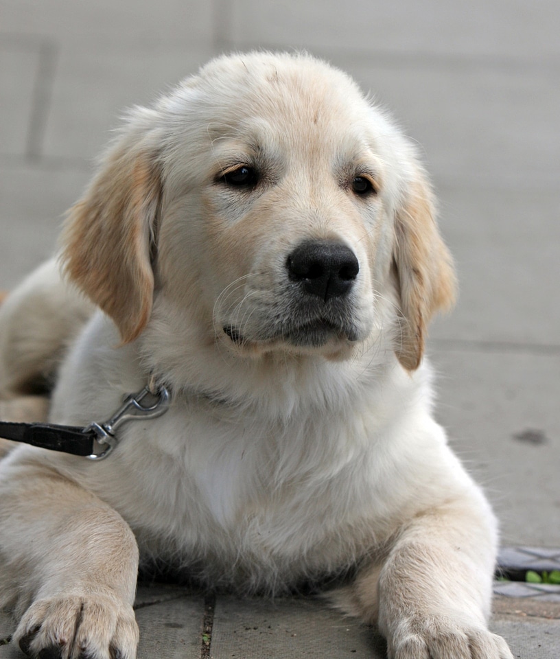 Retriever golden cute photo