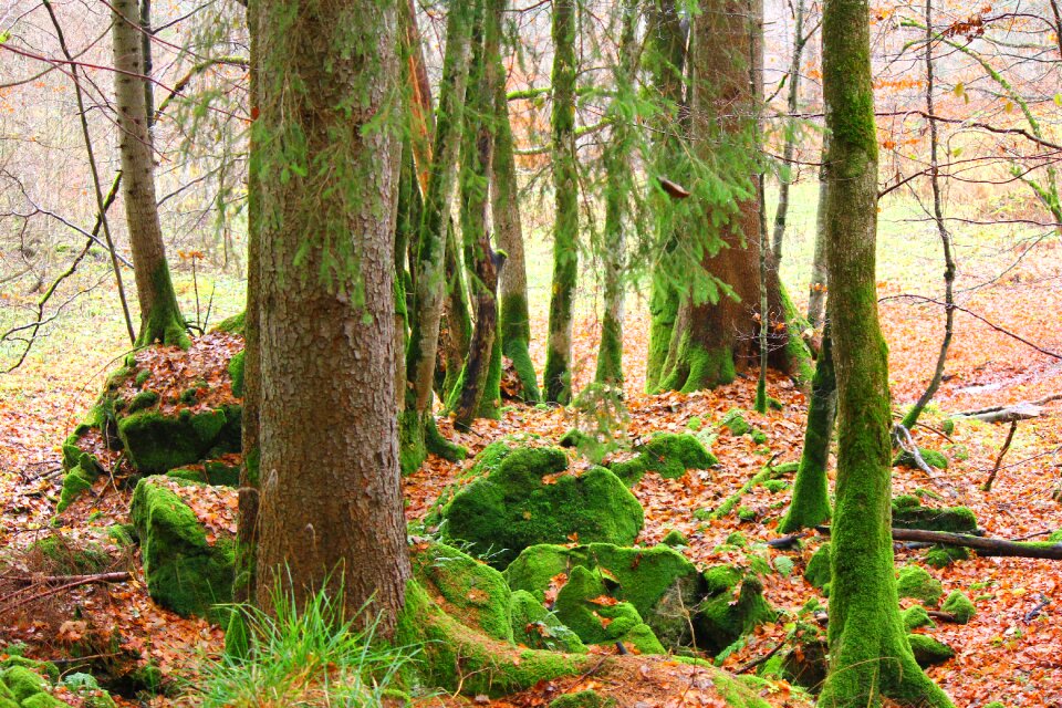 Log forest green photo