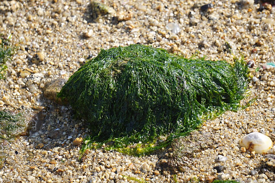 Plants ocean nature