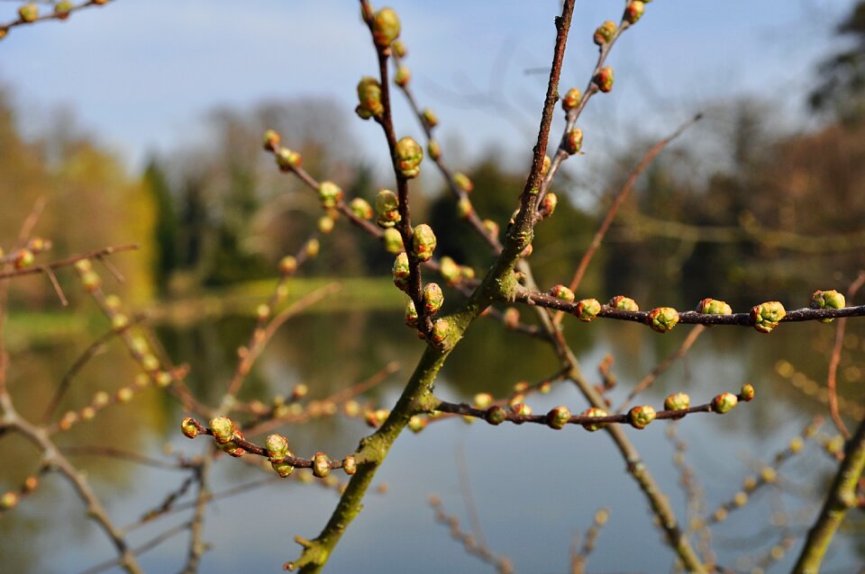 Bud flowering spring