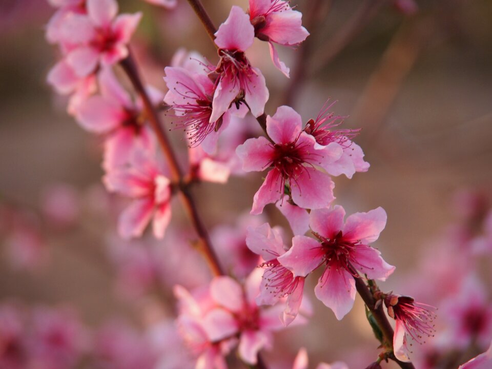 Nature flower tree