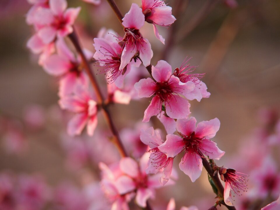 Nature flower tree photo