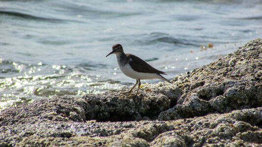 Migratory nature wild