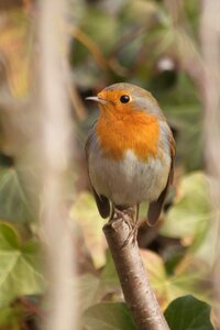 Bird beautiful spring