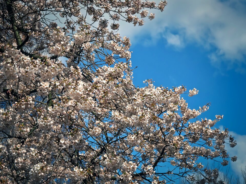 Bloom spring white