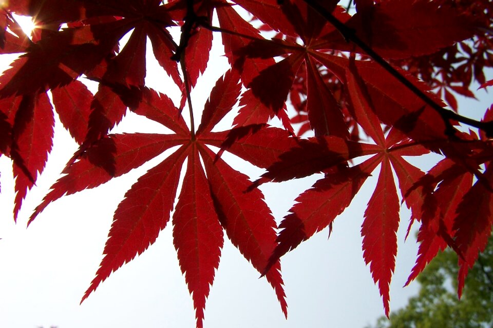 Red leaves maple autumn