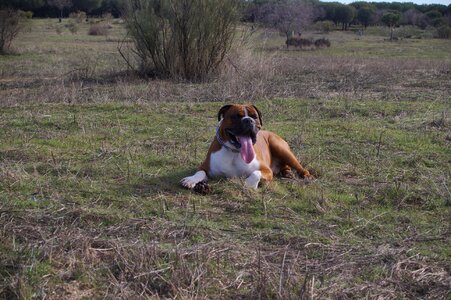 Pet animal race