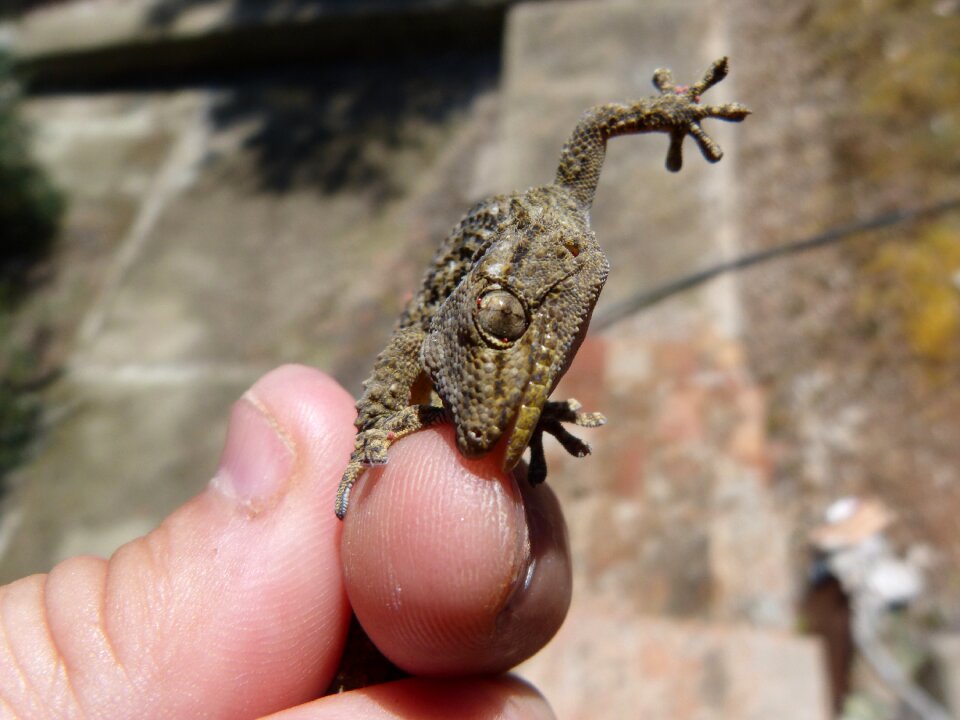 Reptile hand detail