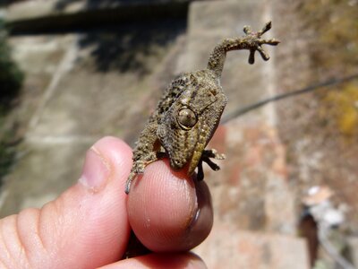 Reptile hand detail